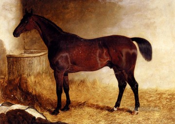 horse cats Painting - Flexible A Chestnut Racehorse In A Loose Box John Frederick Herring Jr horse